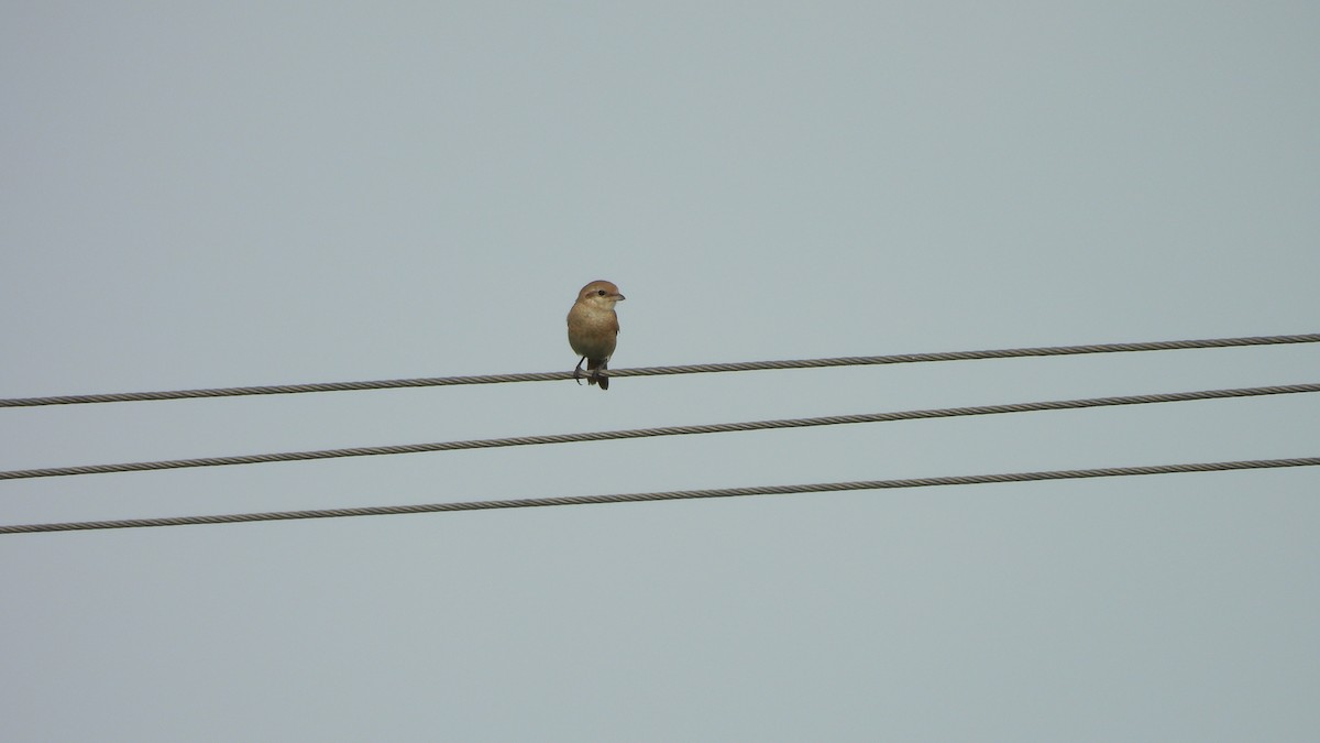 Isabelline Shrike - Munish Gowda