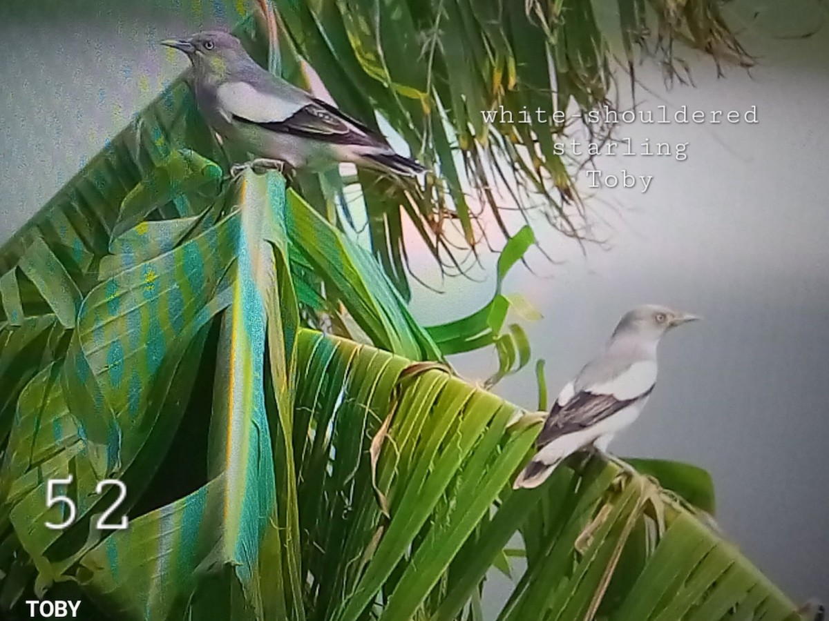 White-shouldered Starling - ML624156001