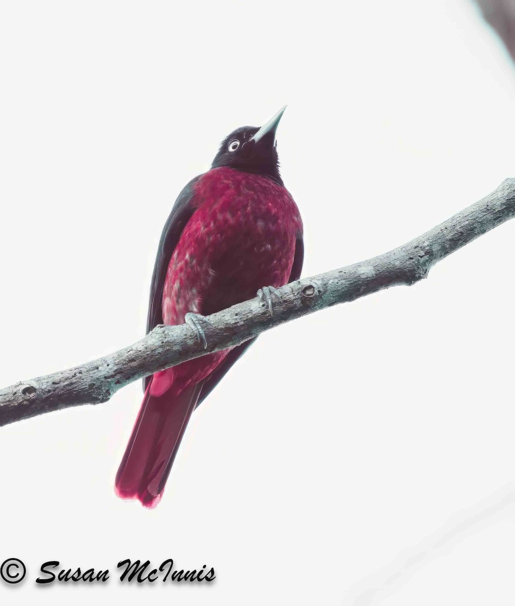 Maroon Oriole - ML624156010