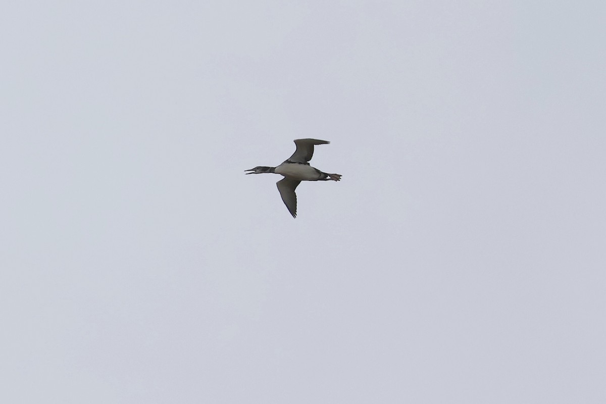 Common Loon - Cathy Brown