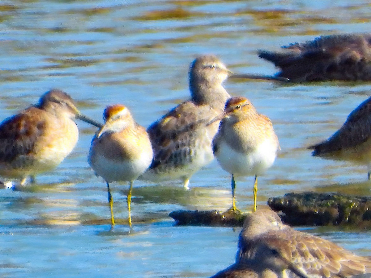 Sharp-tailed Sandpiper - ML624156053