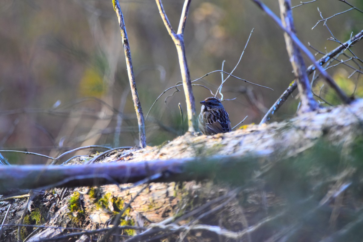 Song Sparrow - ML624156061