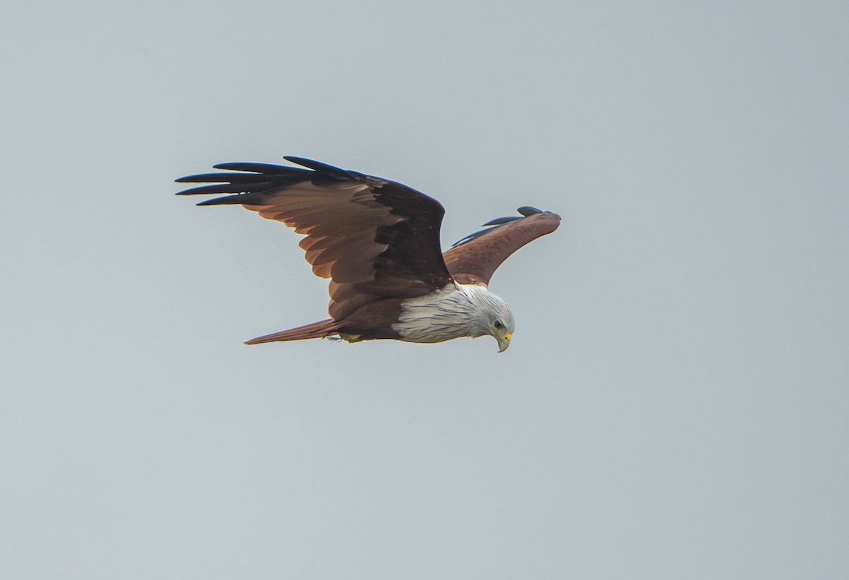 Brahminy Kite - ML624156062