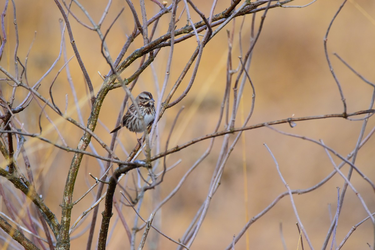 Song Sparrow - ML624156082