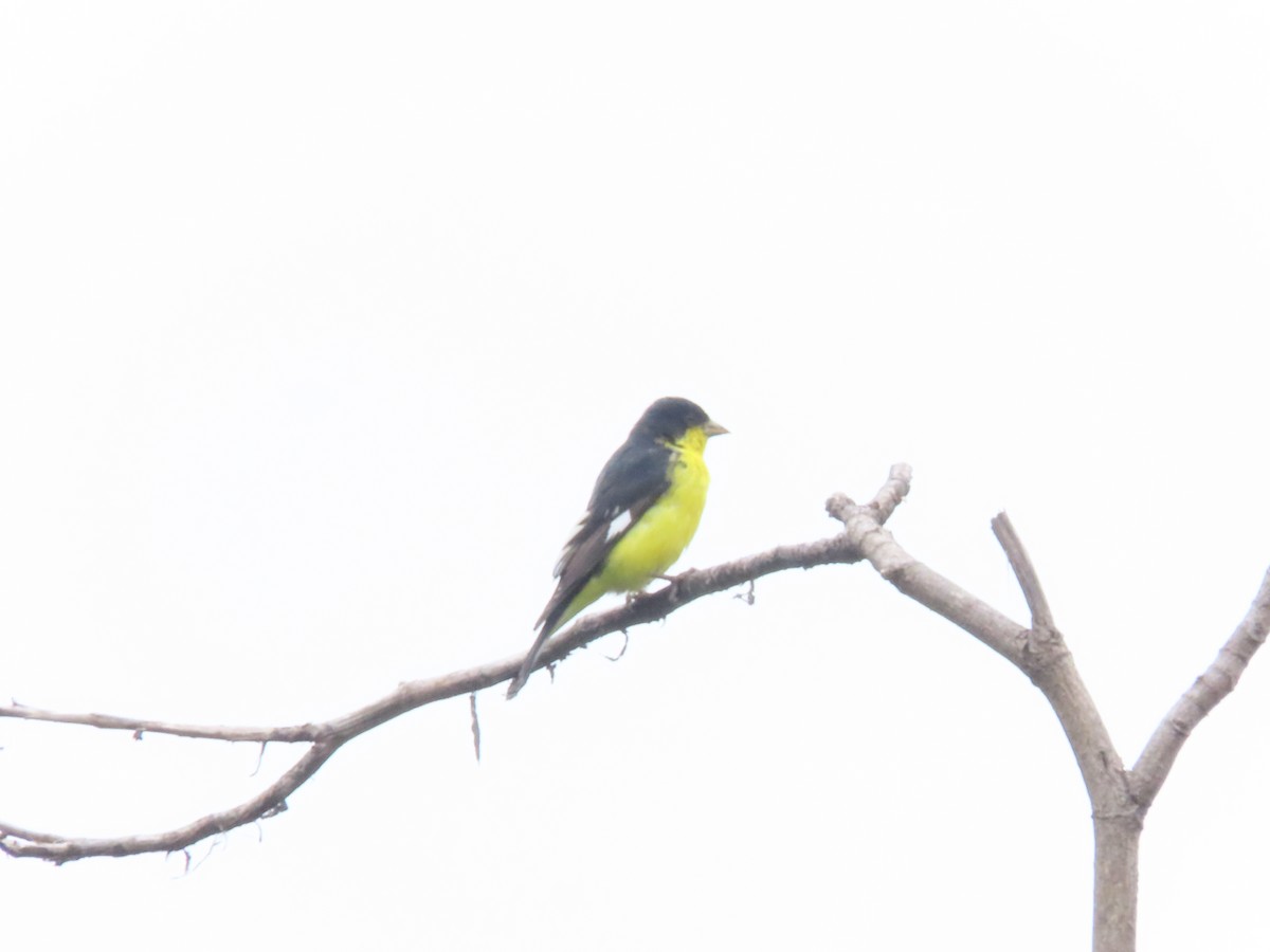 Lesser Goldfinch - ML624156098