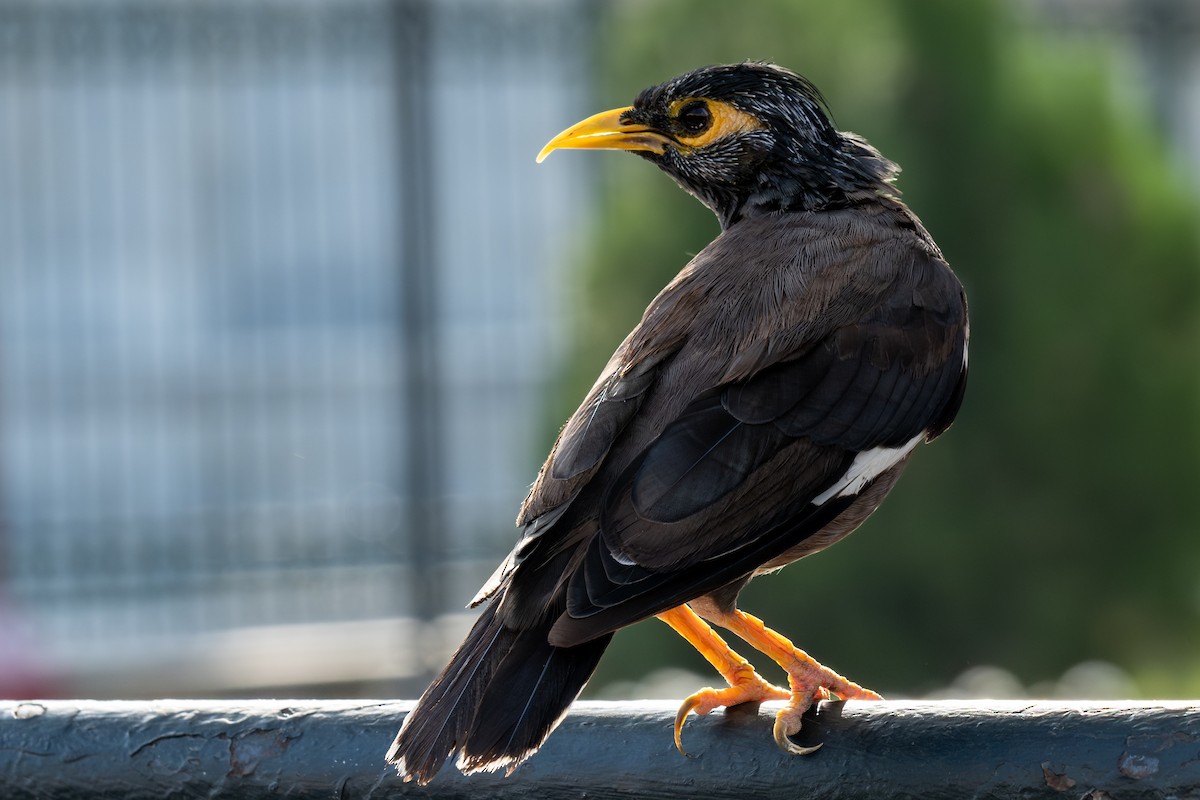 Common Myna - John Missing