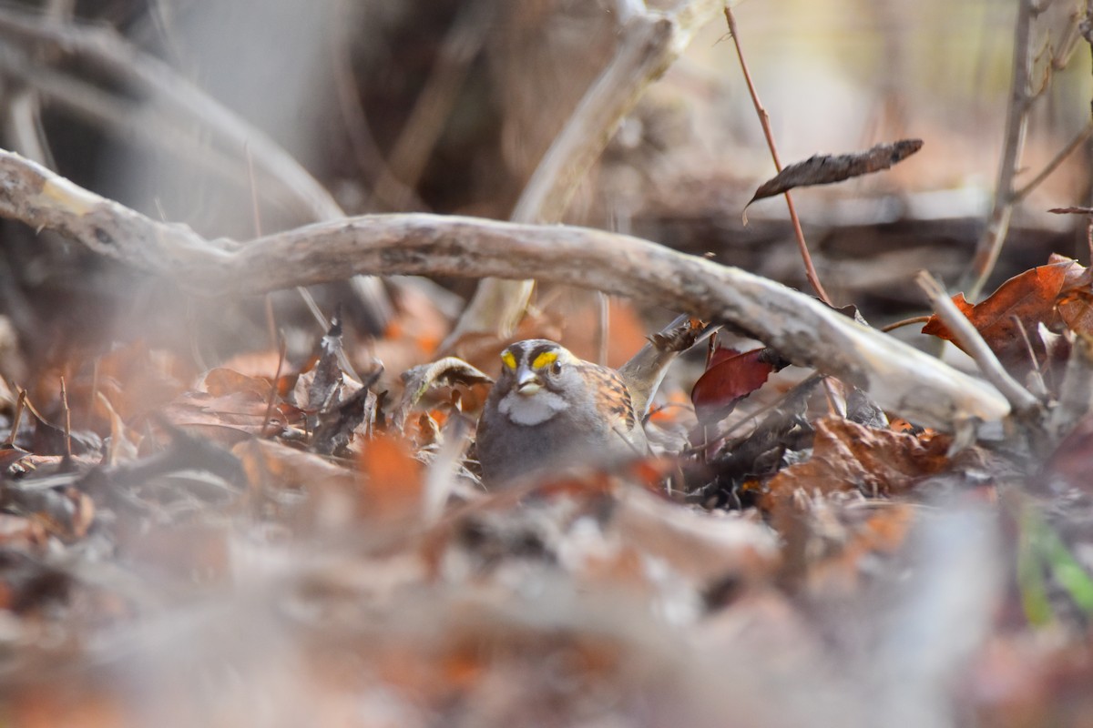 White-throated Sparrow - Josh Baysinger