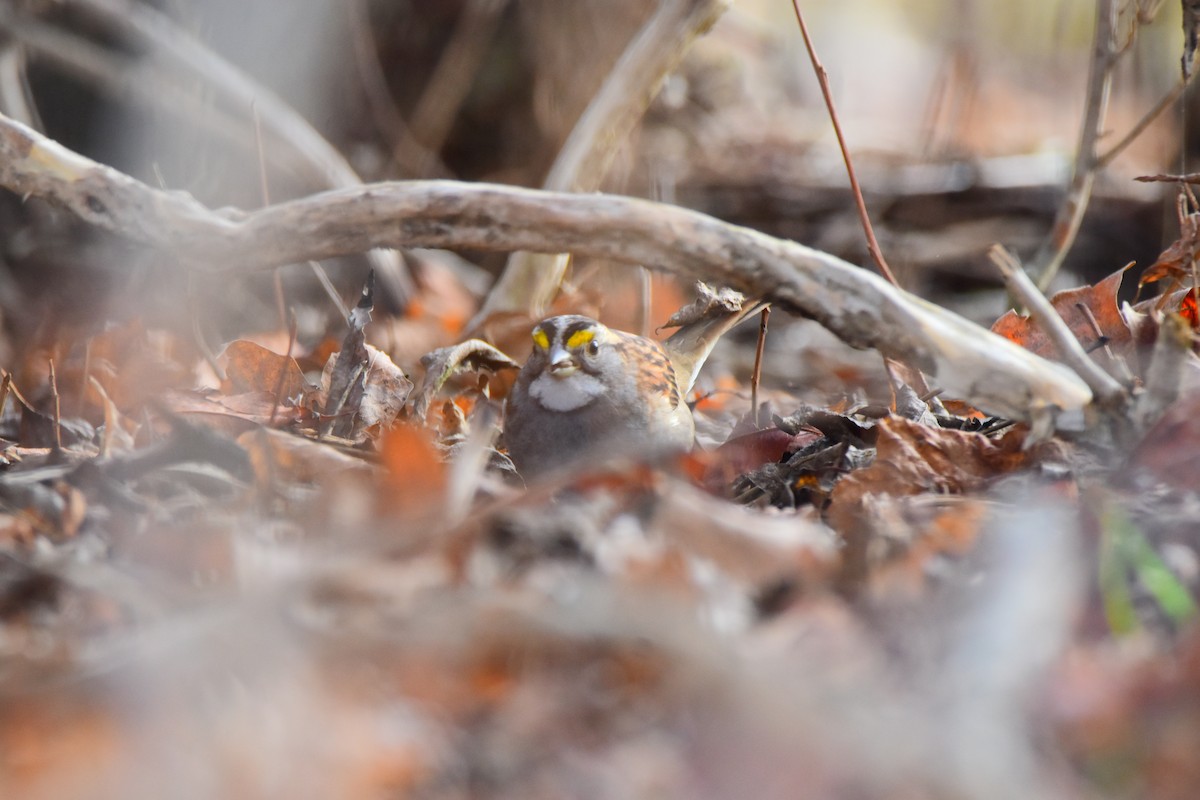 White-throated Sparrow - ML624156104