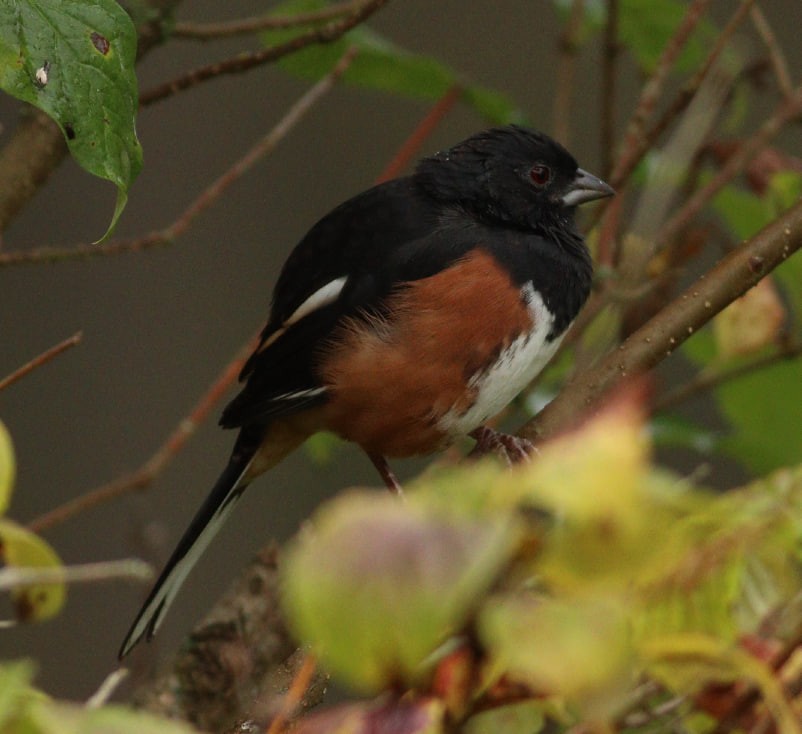 Eastern Towhee - ML624156110