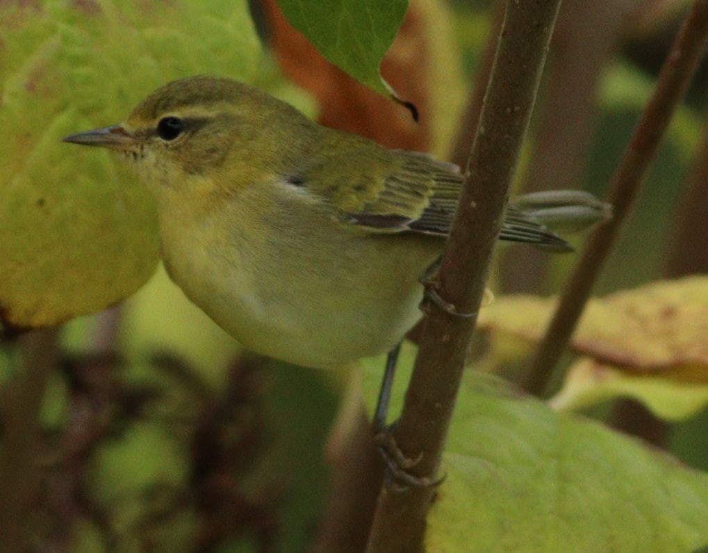 Tennessee Warbler - ML624156116