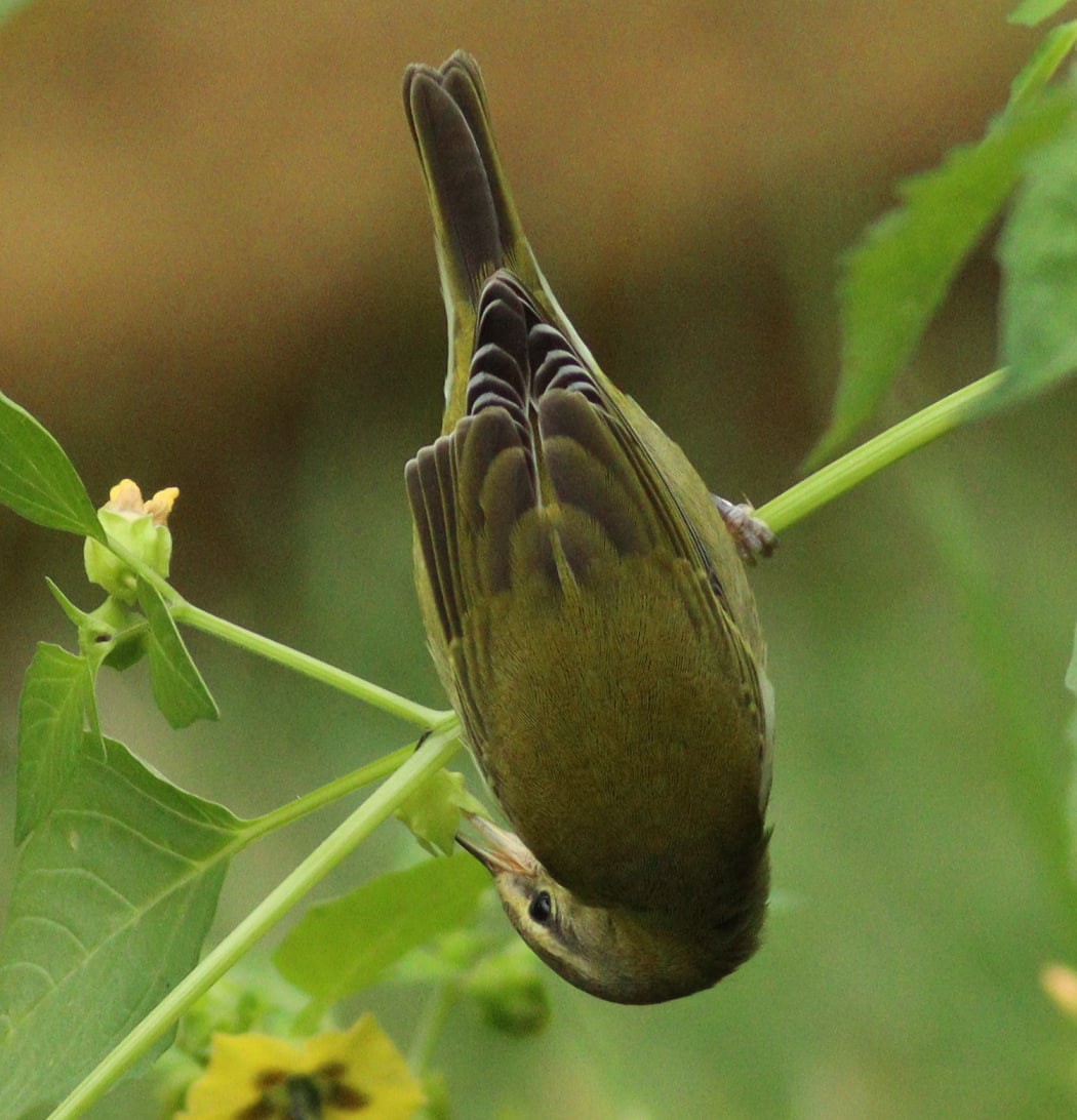 Tennessee Warbler - ML624156118