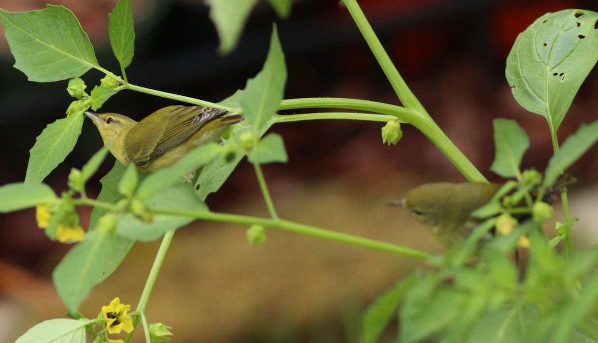 Tennessee Warbler - ML624156119