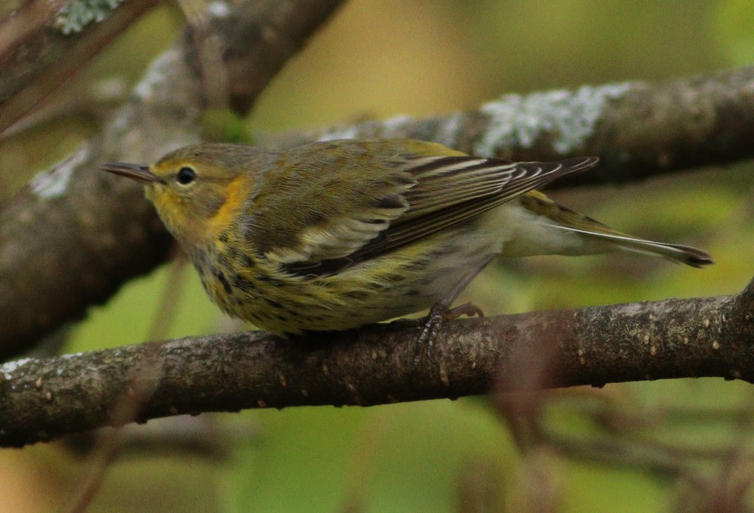 Cape May Warbler - ML624156127