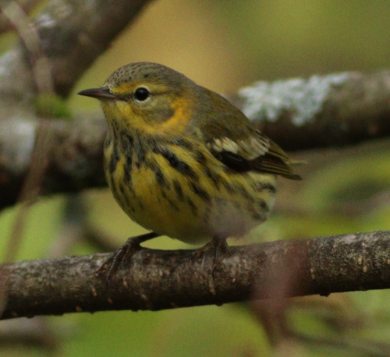 Cape May Warbler - ML624156128