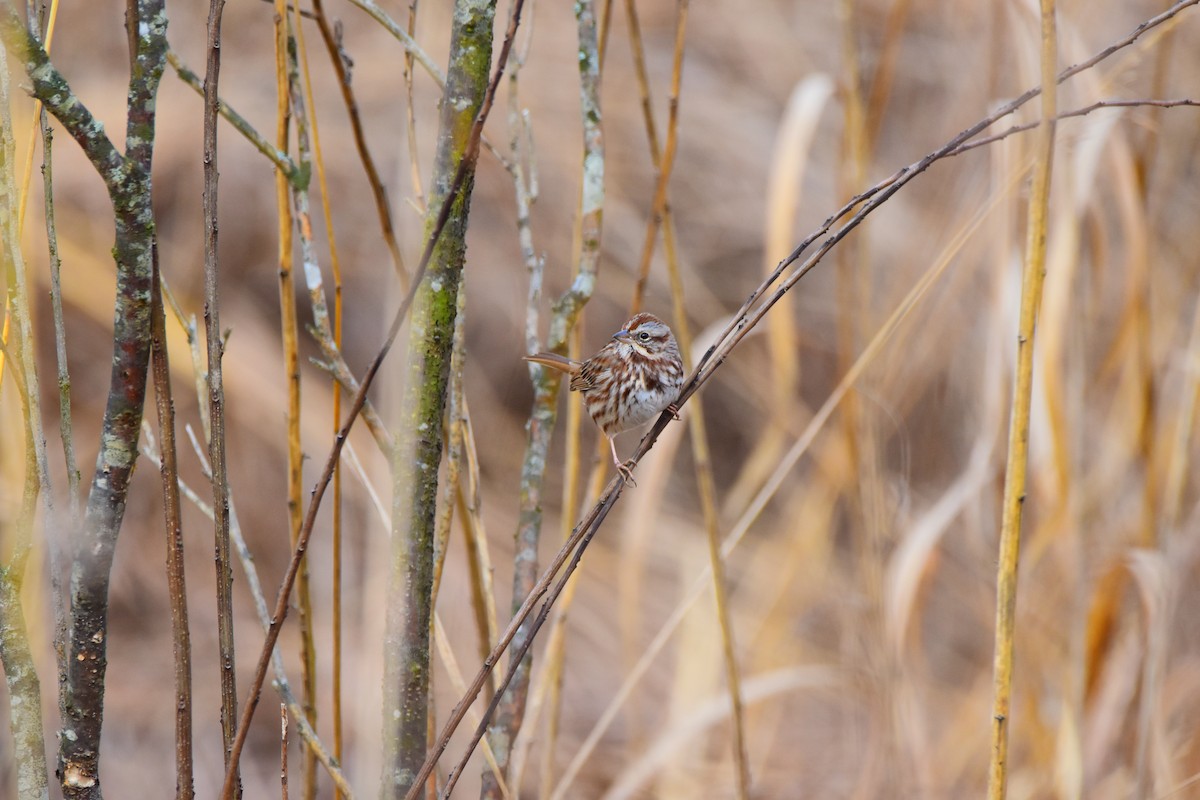 Song Sparrow - ML624156130