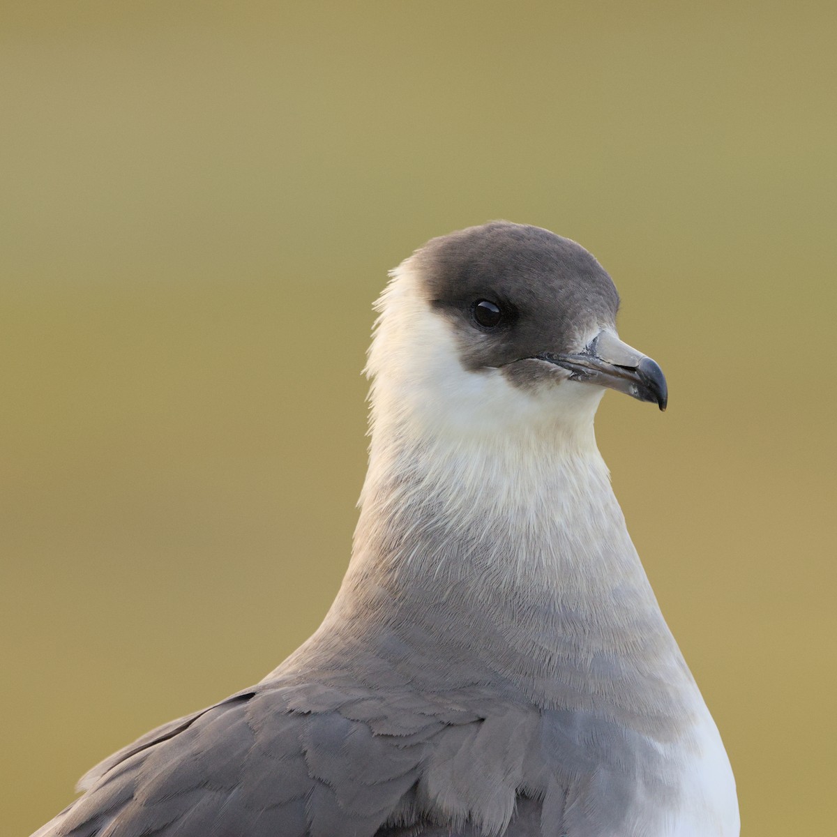 Parasitic Jaeger - ML624156136