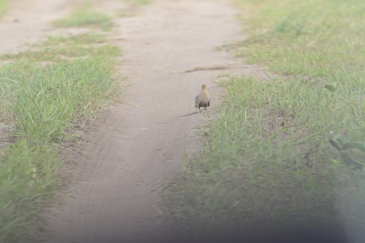 Chestnut-bellied Sandgrouse - ML624156137