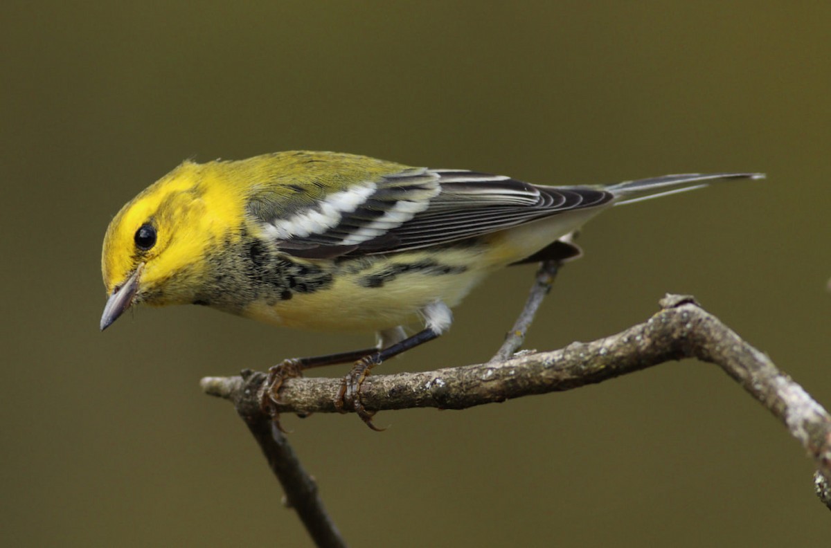 Black-throated Green Warbler - ML624156138