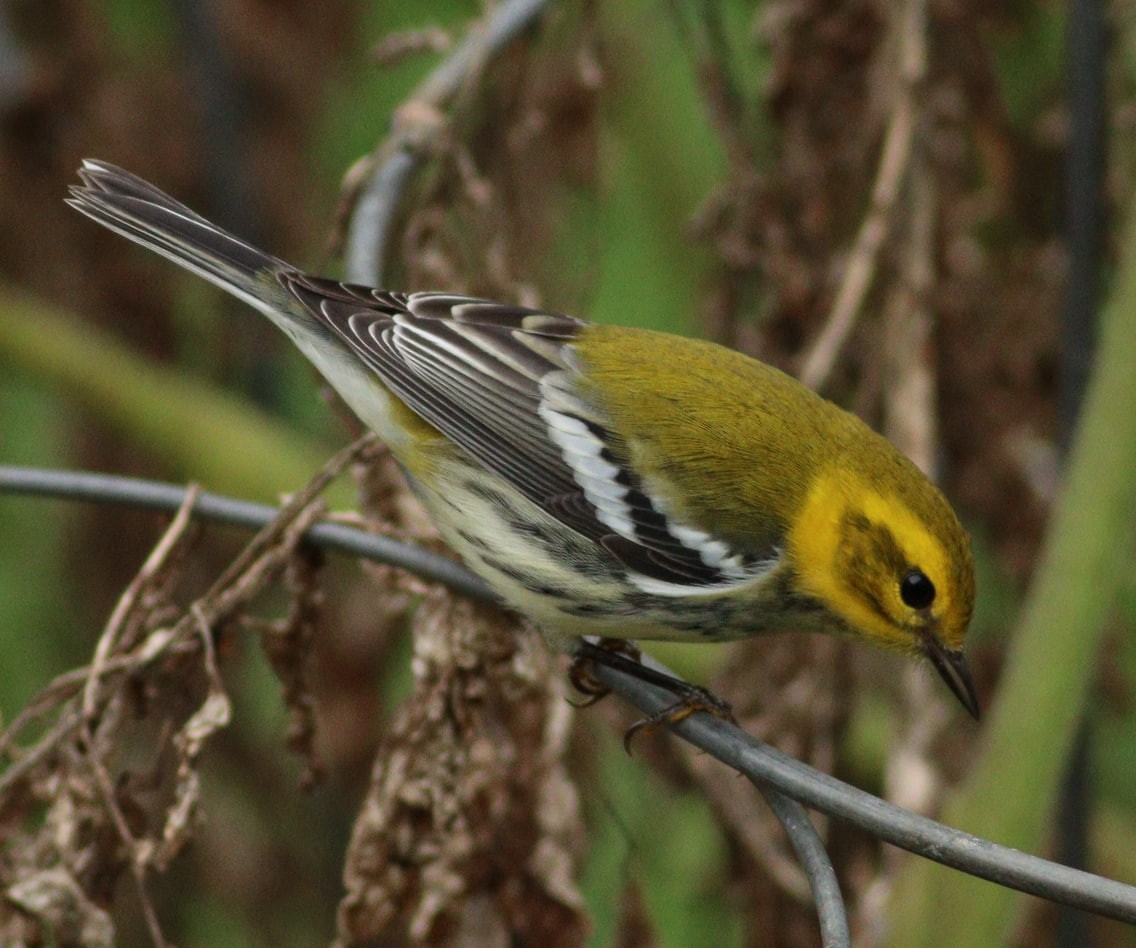 Black-throated Green Warbler - ML624156139