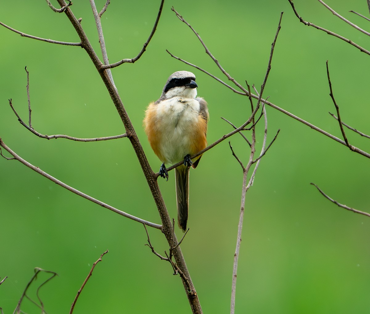 Bay-backed Shrike - ML624156148