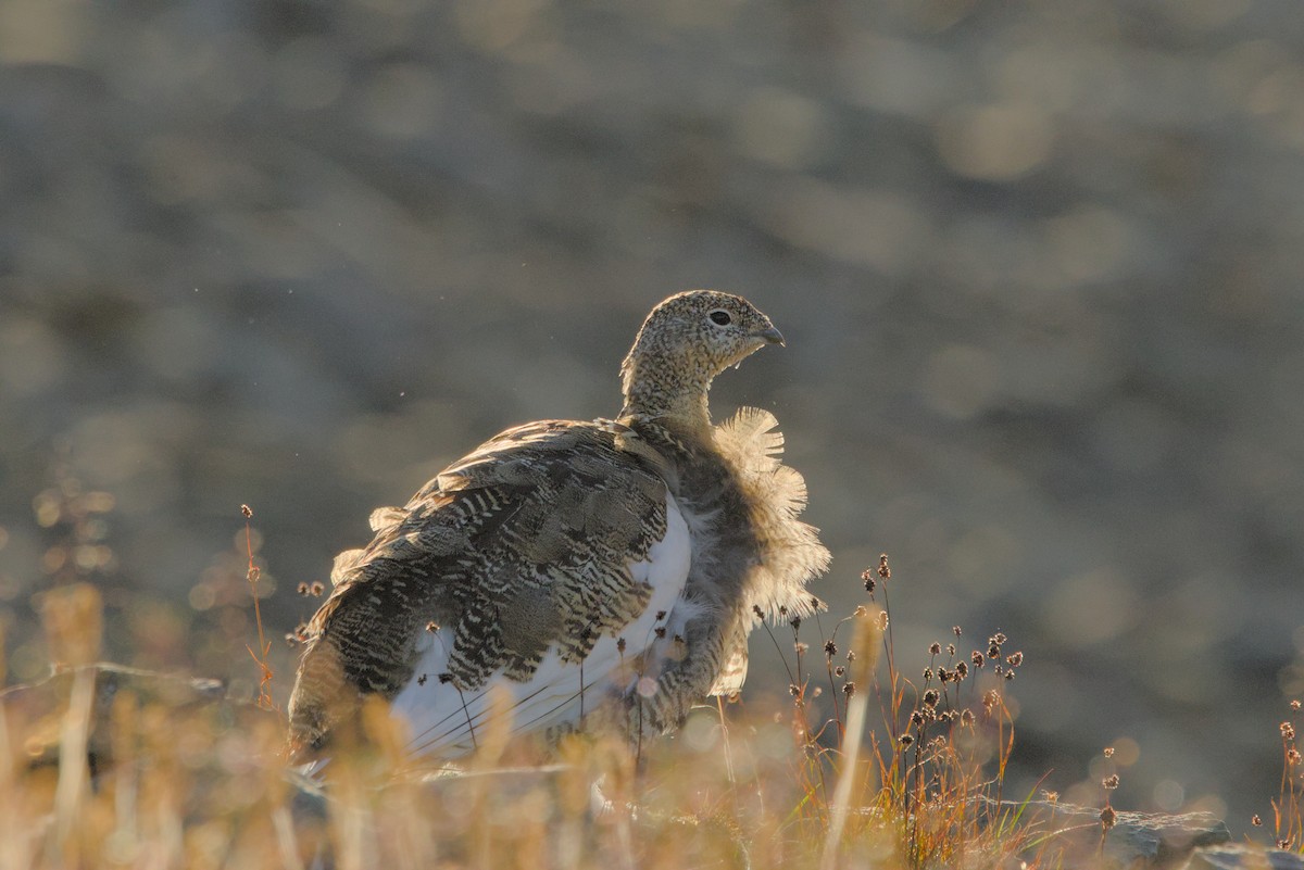 Rock Ptarmigan - ML624156154