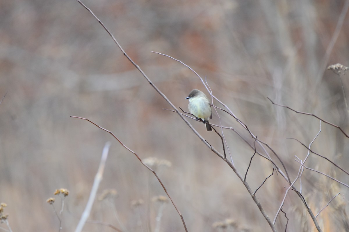 Eastern Phoebe - ML624156159