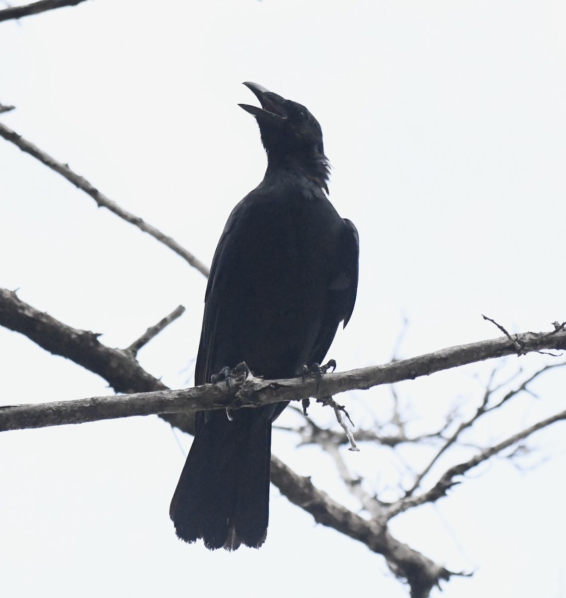 Fish Crow - ML624156163