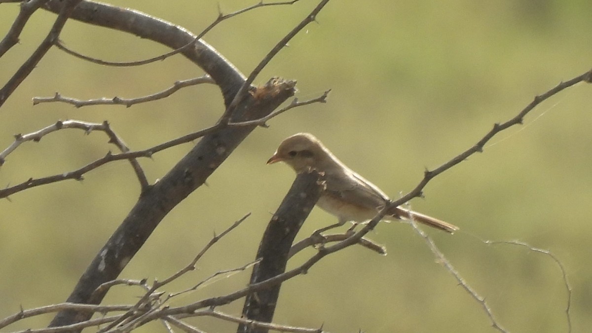 Averla isabellina - ML624156168