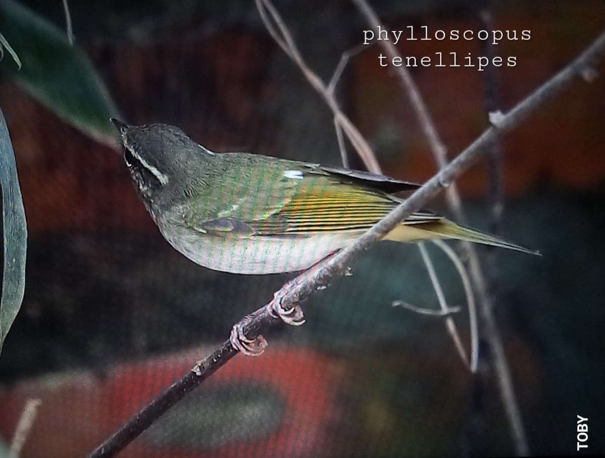 Pale-legged Leaf Warbler - ML624156169