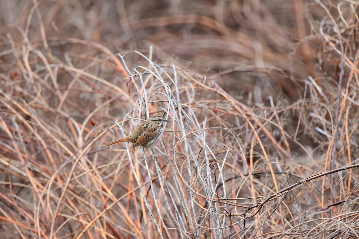 Song Sparrow - ML624156170