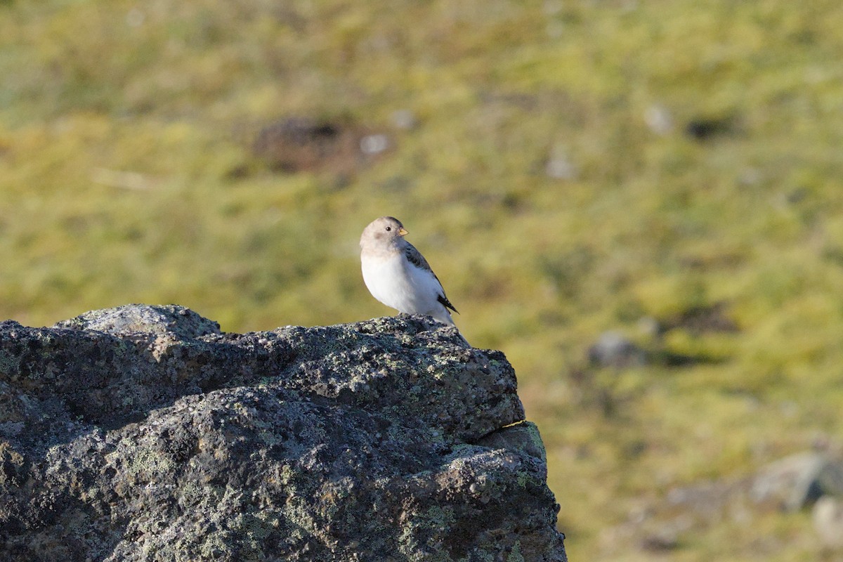 Snow Bunting - James Rawson