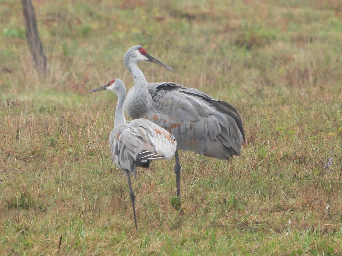 Sandhill Crane - Bob Lane