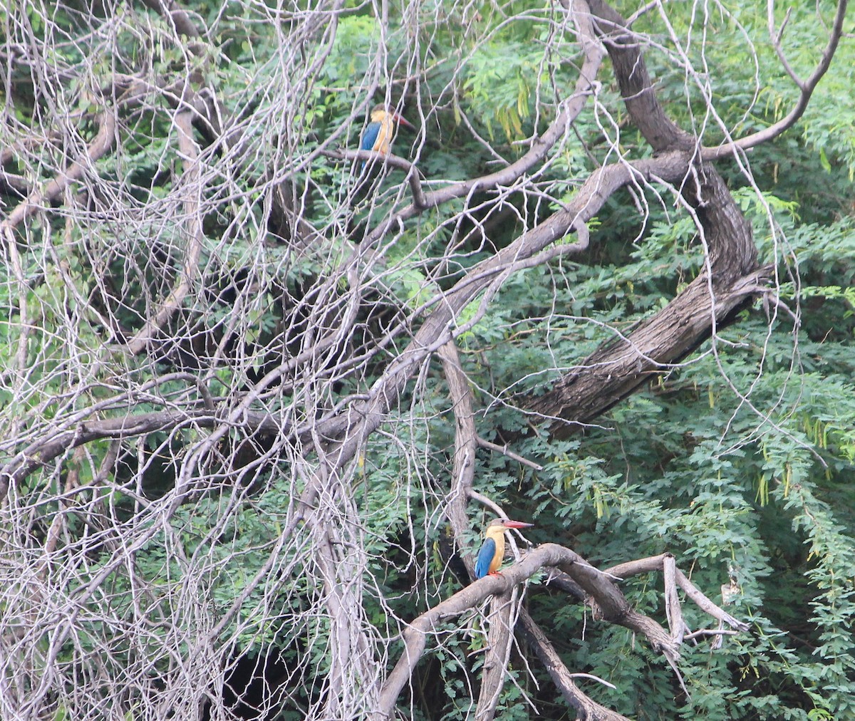 Stork-billed Kingfisher - ML624156206