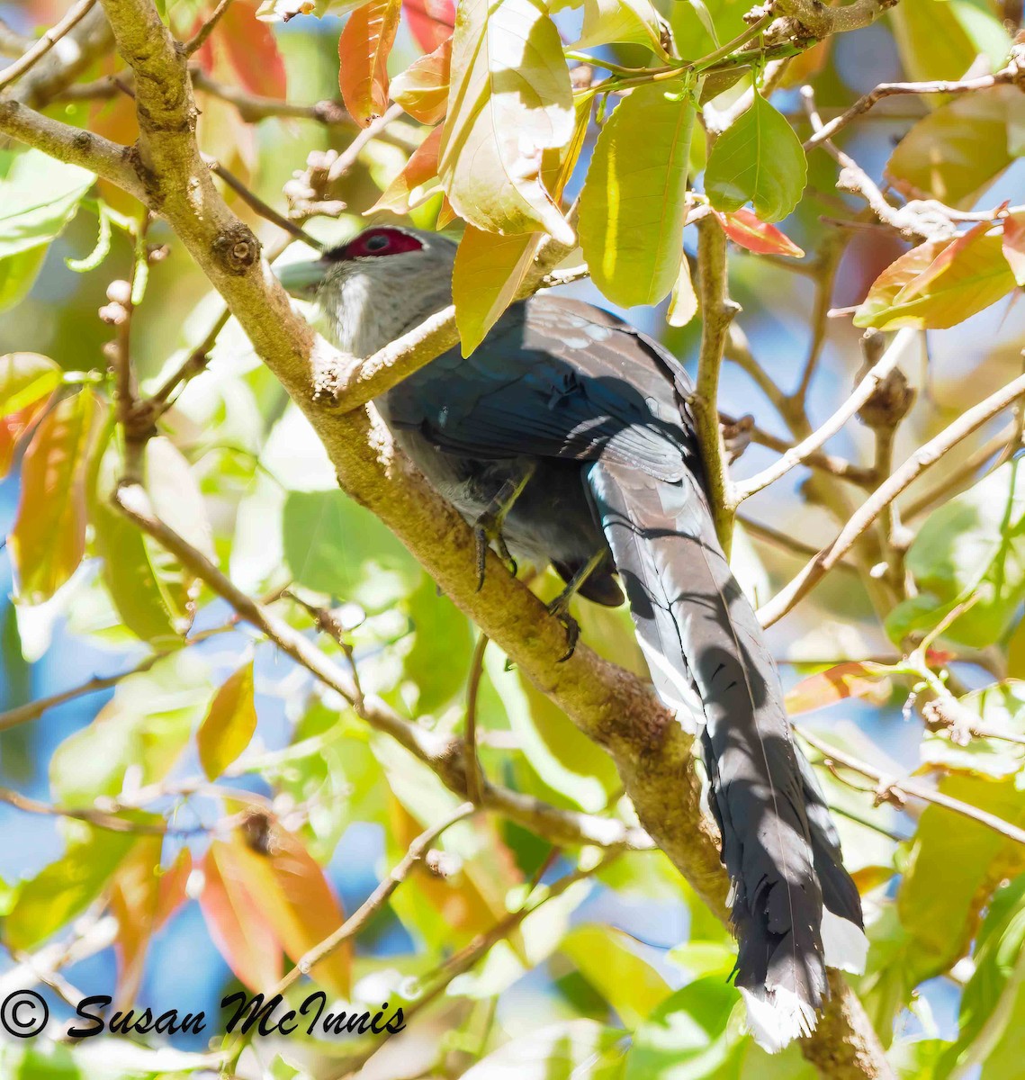 Green-billed Malkoha - ML624156226