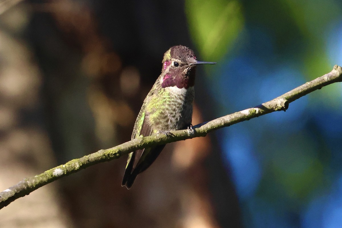 Anna's Hummingbird - ML624156244