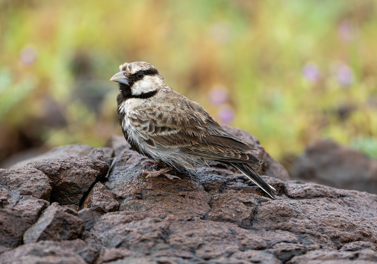 Ashy-crowned Sparrow-Lark - ML624156248