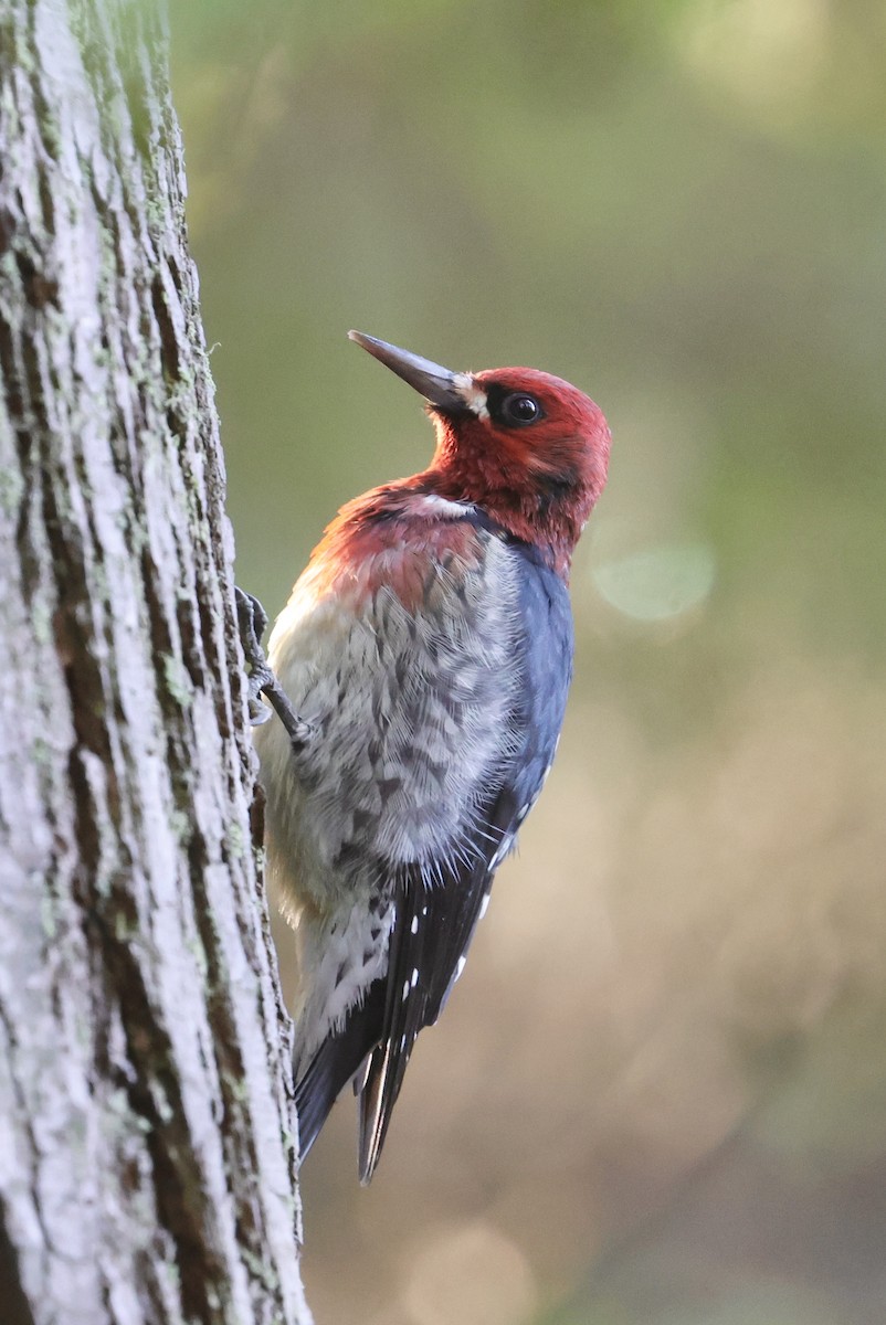 Red-breasted Sapsucker - ML624156250