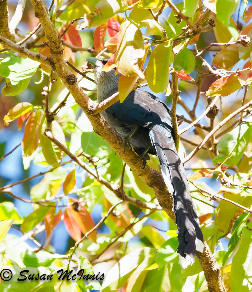 Green-billed Malkoha - ML624156253