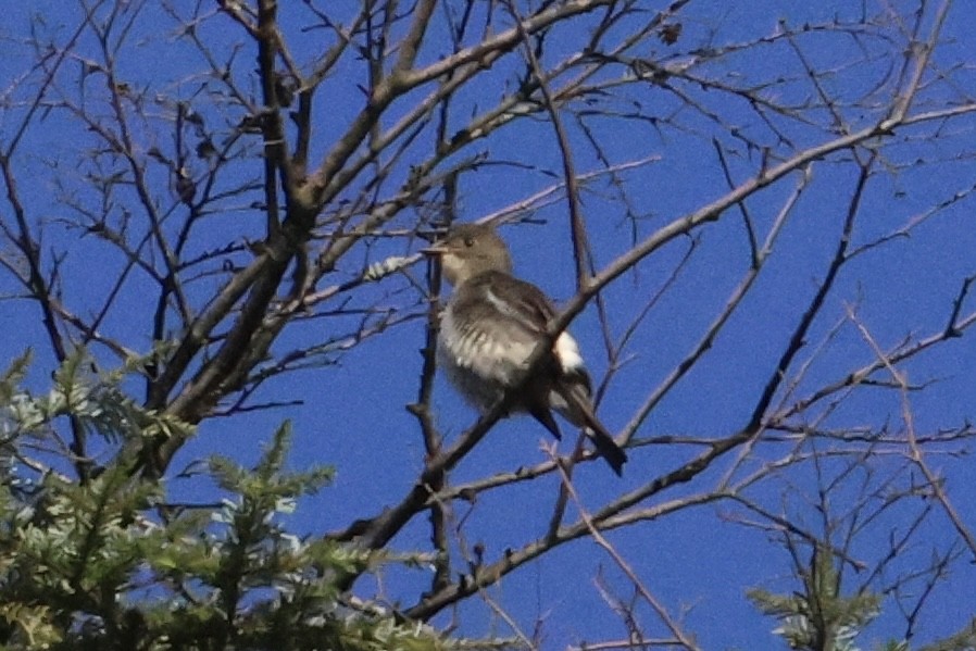 Olive-sided Flycatcher - ML624156254