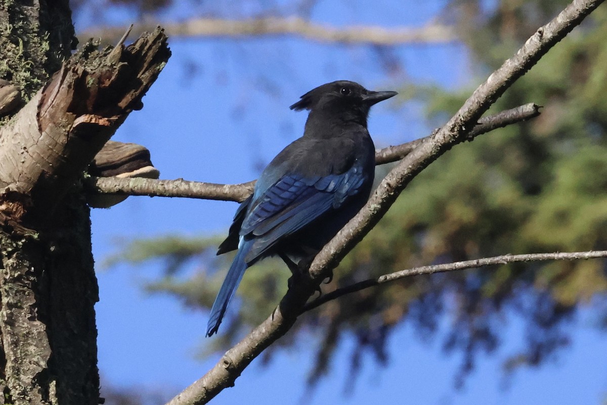 Steller's Jay - ML624156256