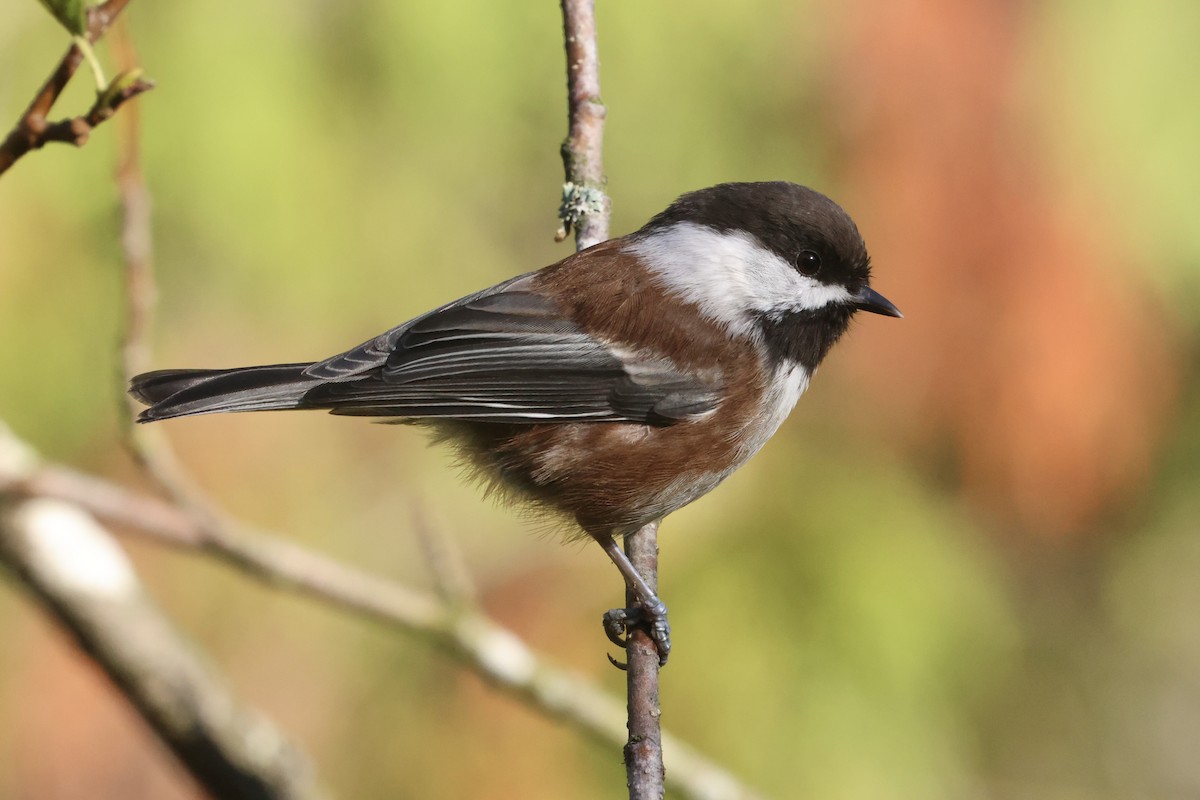 Chestnut-backed Chickadee - ML624156264