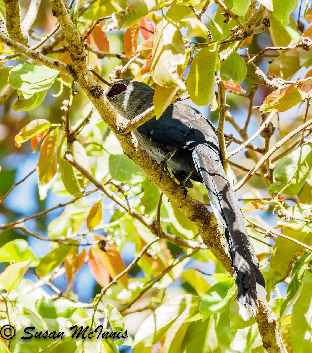 Green-billed Malkoha - ML624156266
