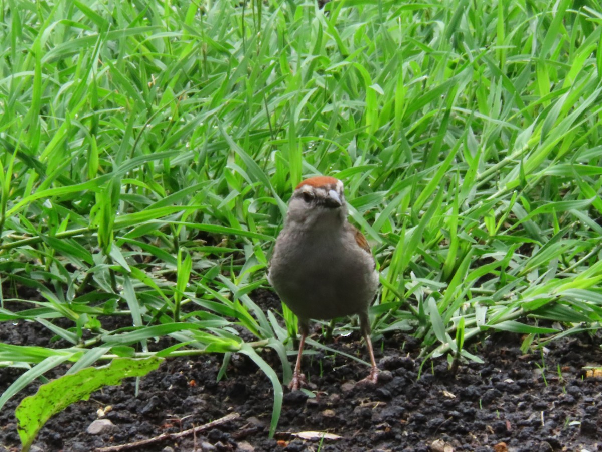 Chipping Sparrow - ML624156267