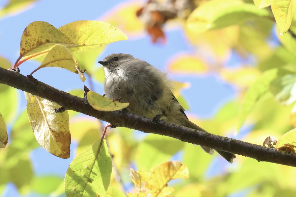 Bushtit - ML624156271