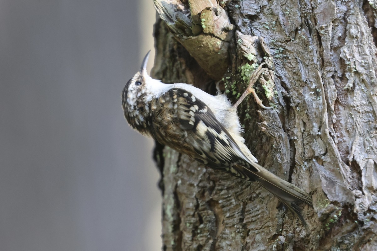 Brown Creeper - ML624156276