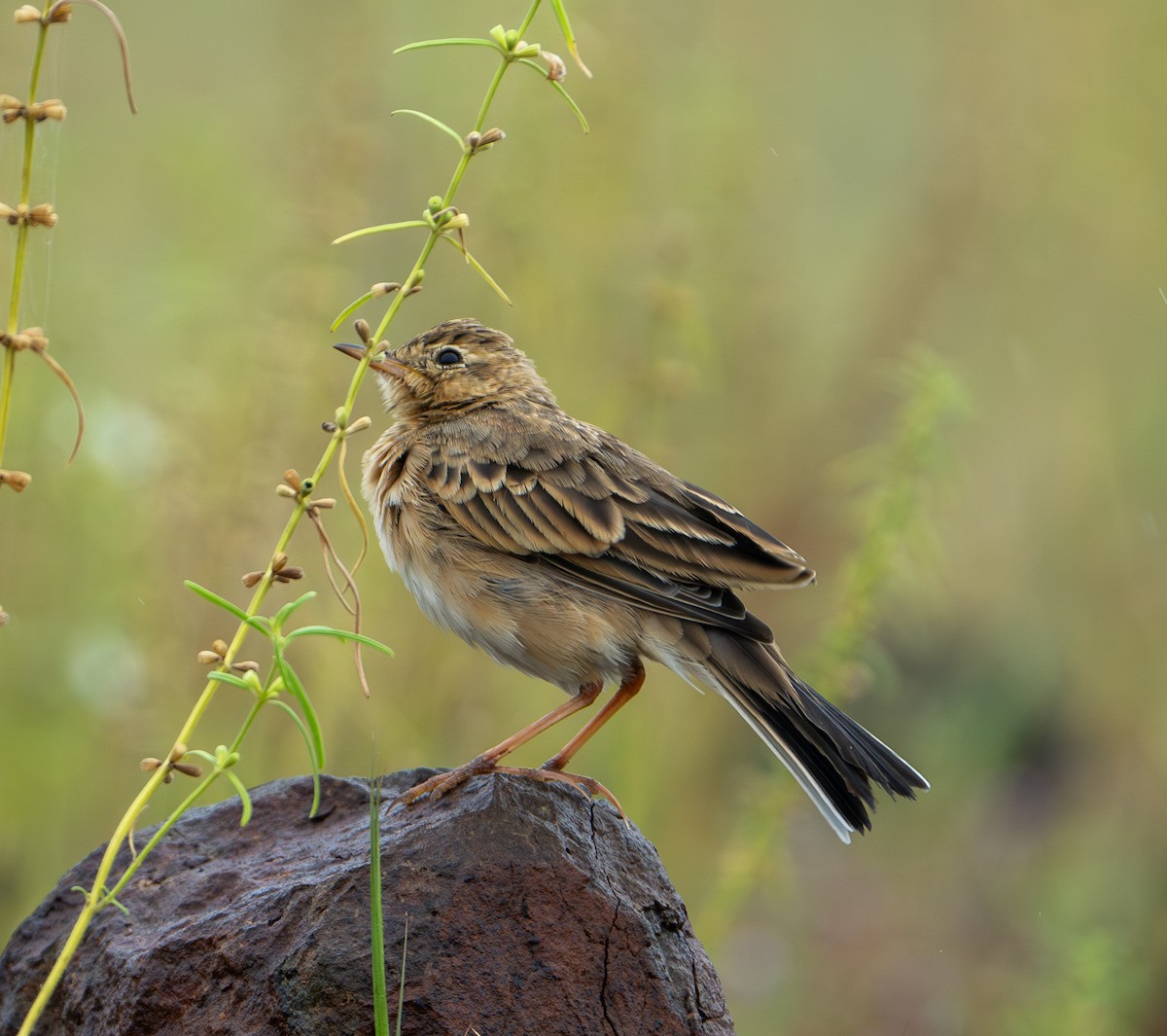 Indian Bushlark - ML624156277