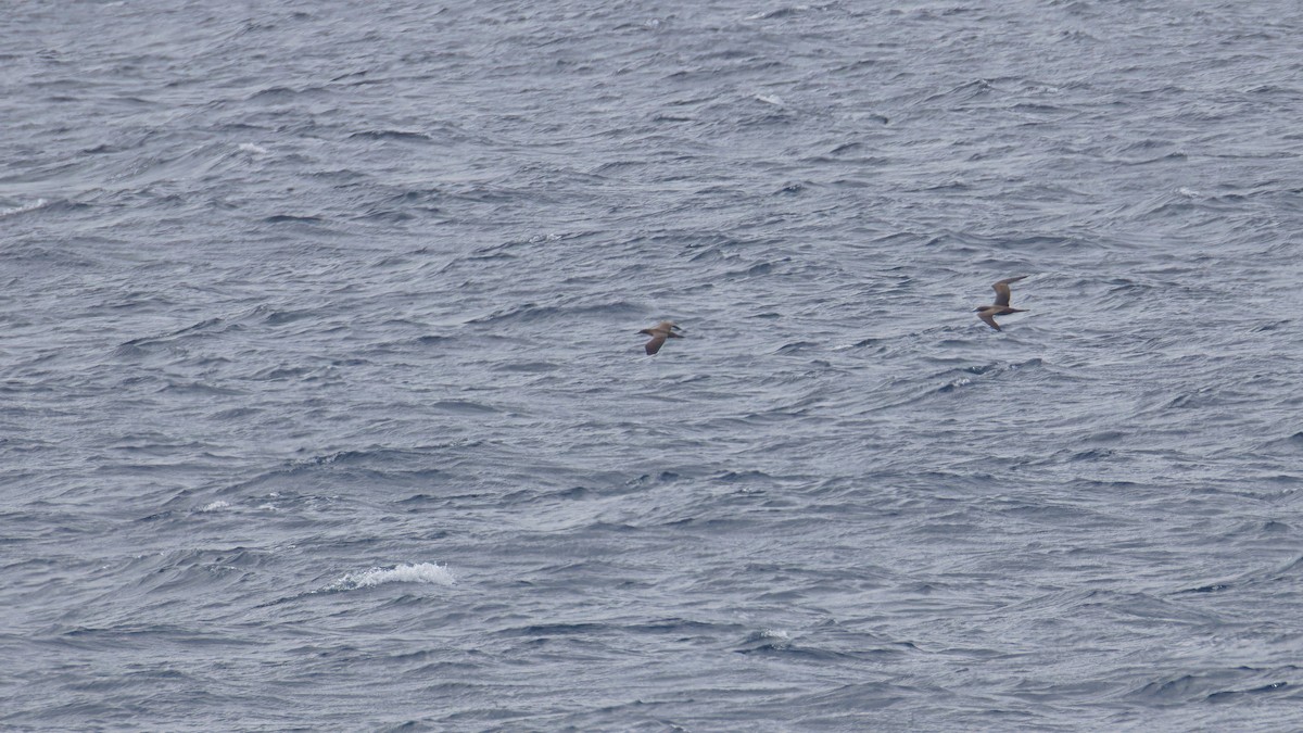 Brown Booby - ML624156278