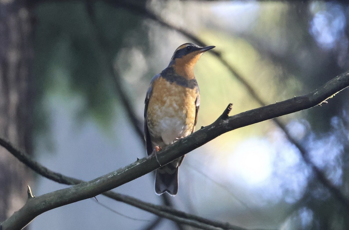 Varied Thrush - ML624156287