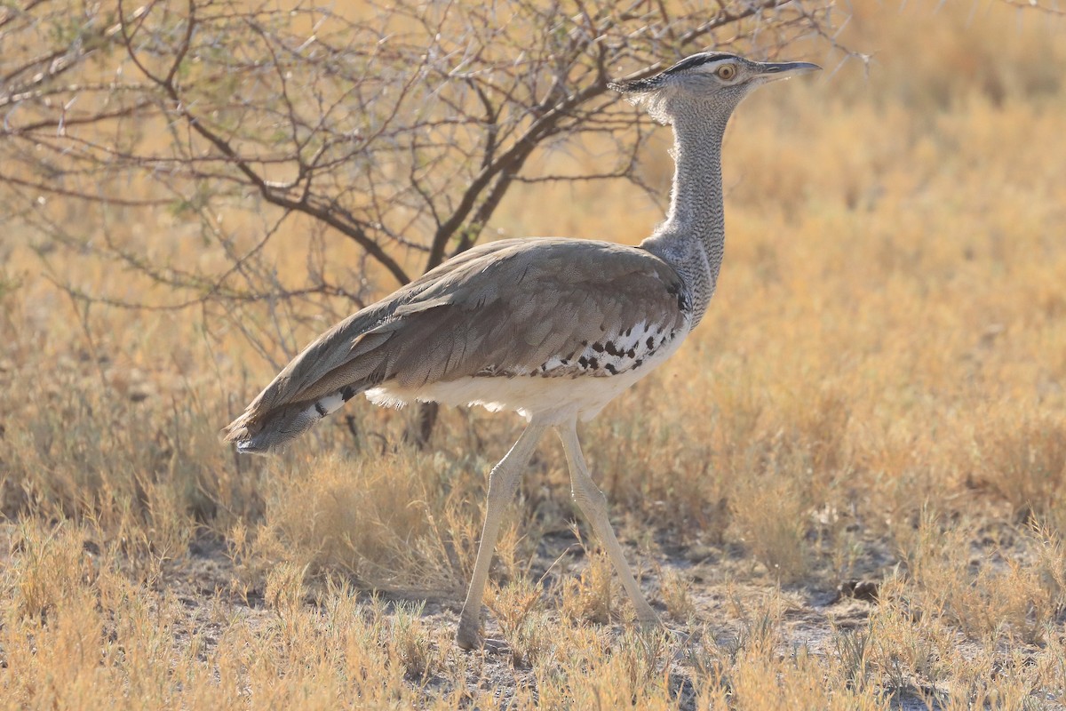 Kori Bustard - ML624156289