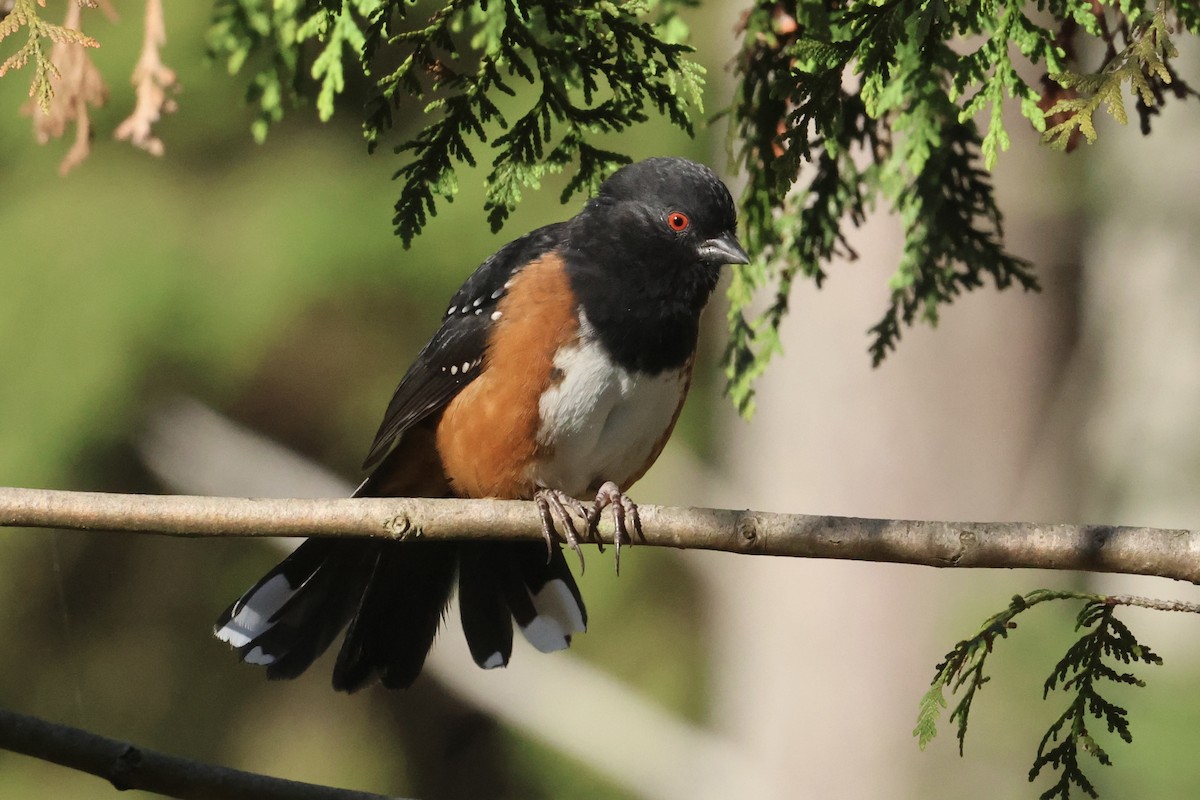 Spotted Towhee - ML624156296